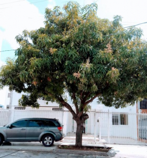Casa Rosales